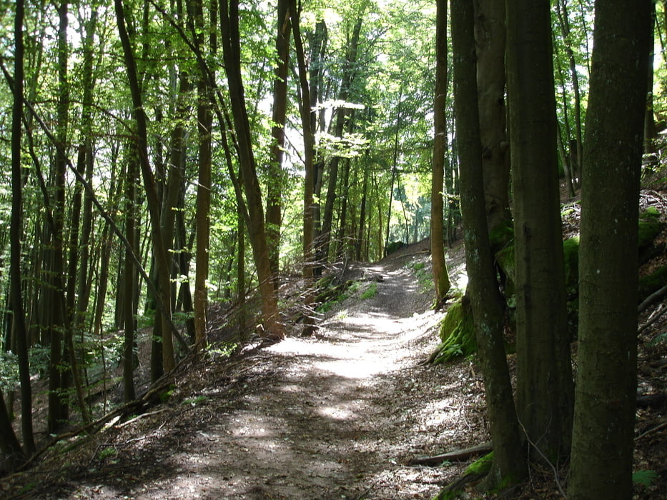 Wandern: Vom Saupferch Zum Drachenfels Pfalz (Tour 66599)